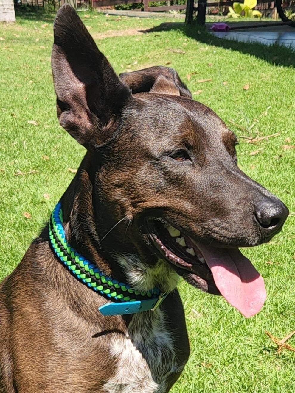 Dog Collar - "Sanctified " cords4paws Paracord Handmade Dog Accessories Customizable Made in Germany Shipping worldwide