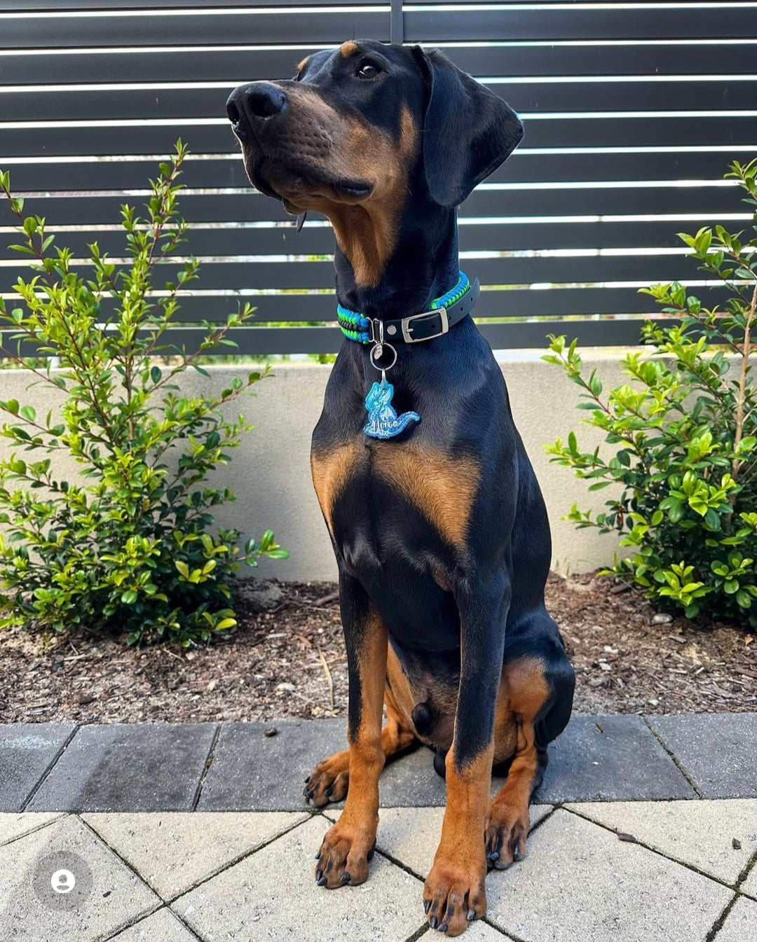 Dog Collar - "Sanctified " cords4paws Paracord Handmade Dog Accessories Customizable Made in Germany Shipping worldwide