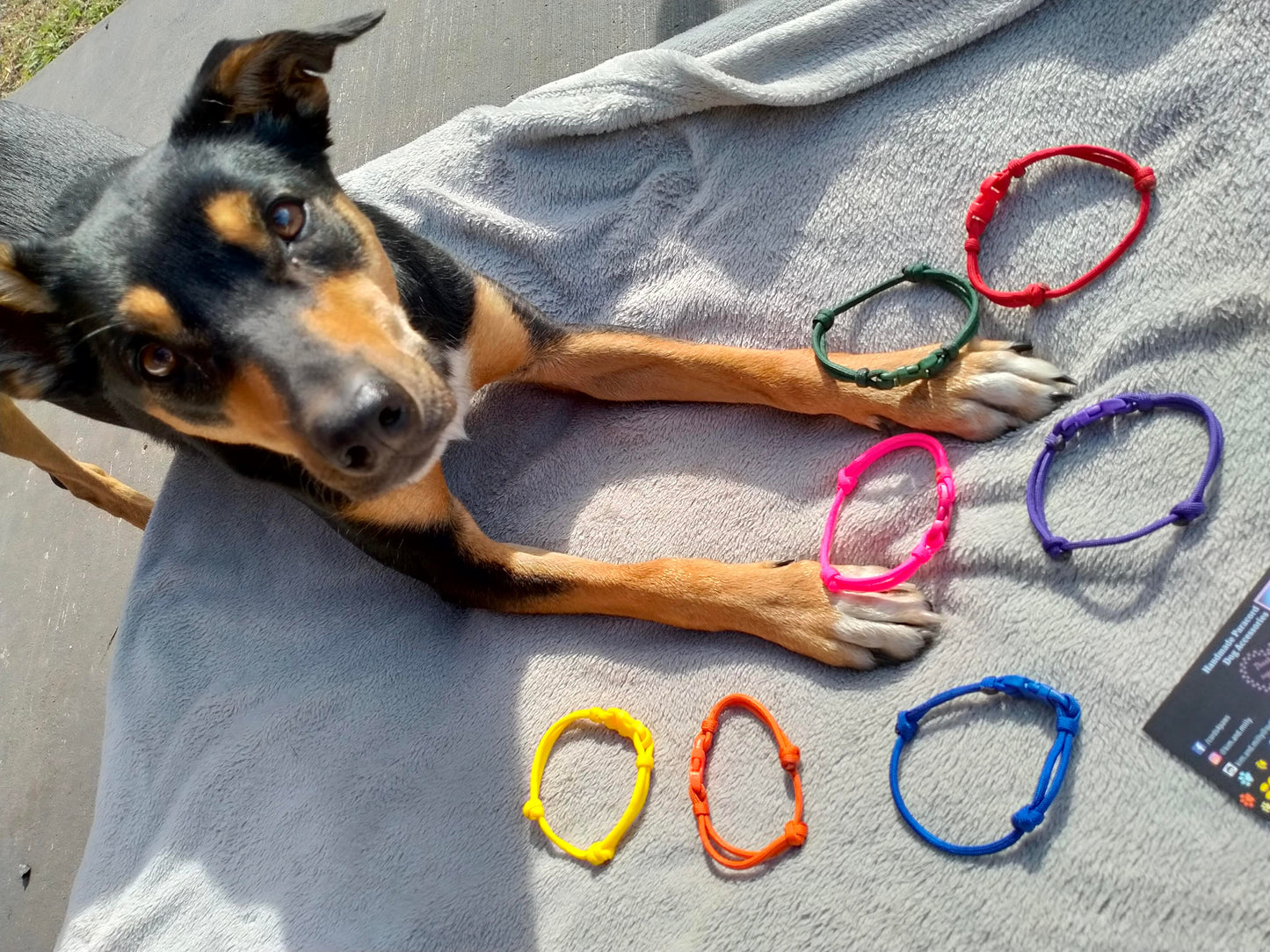 AUSSIE STOCK Whelping Collars / Puppy ID Collars Kim & Milly's Cords 4 Paws Paracord Handmade Dog Accessories Customizable Made in Germany Shipping worldwide