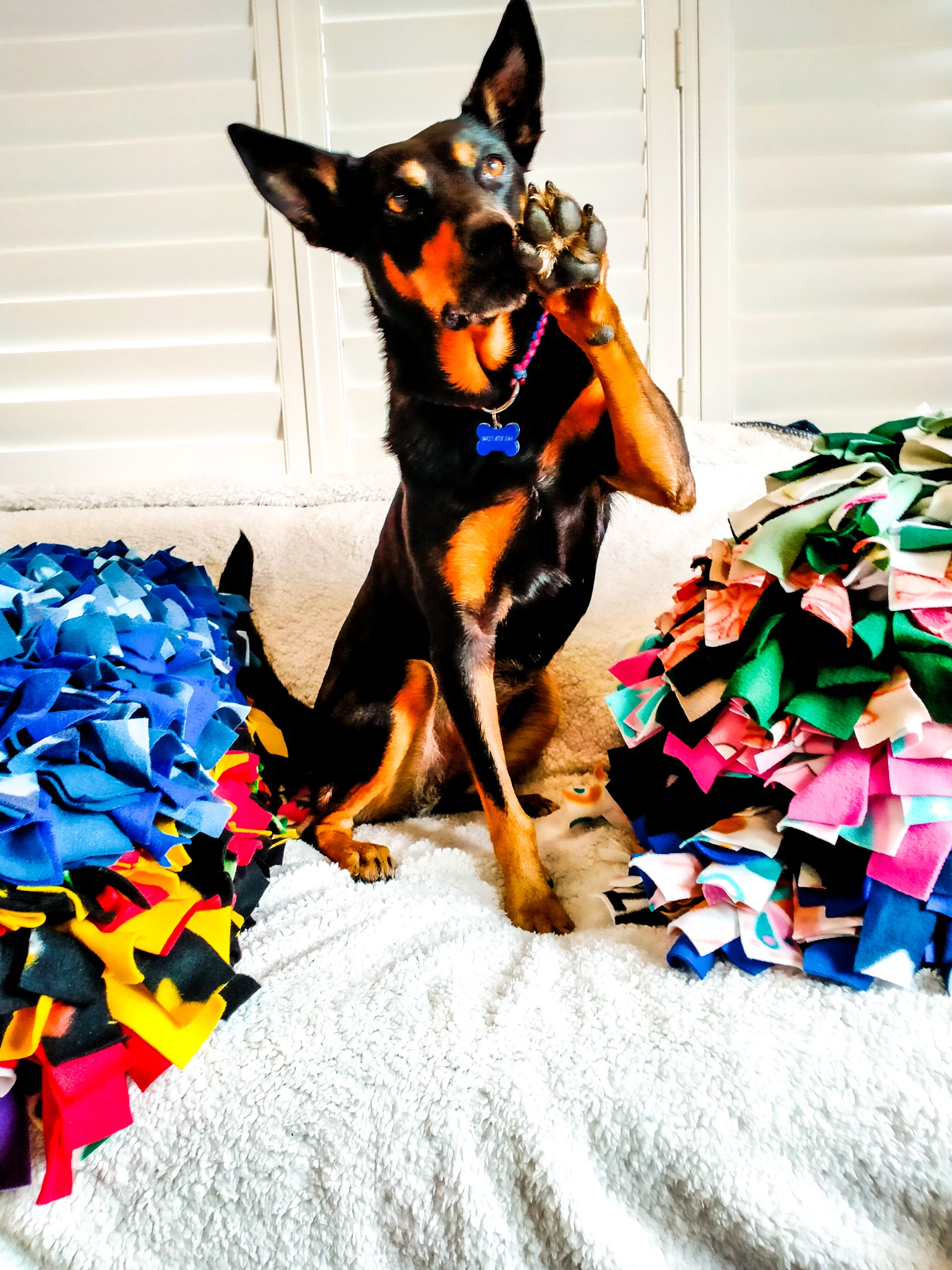 ID Collar / House Collar Kim & Milly's Cords 4 Paws Paracord Handmade Dog Accessories Customizable Made in Germany Shipping worldwide
