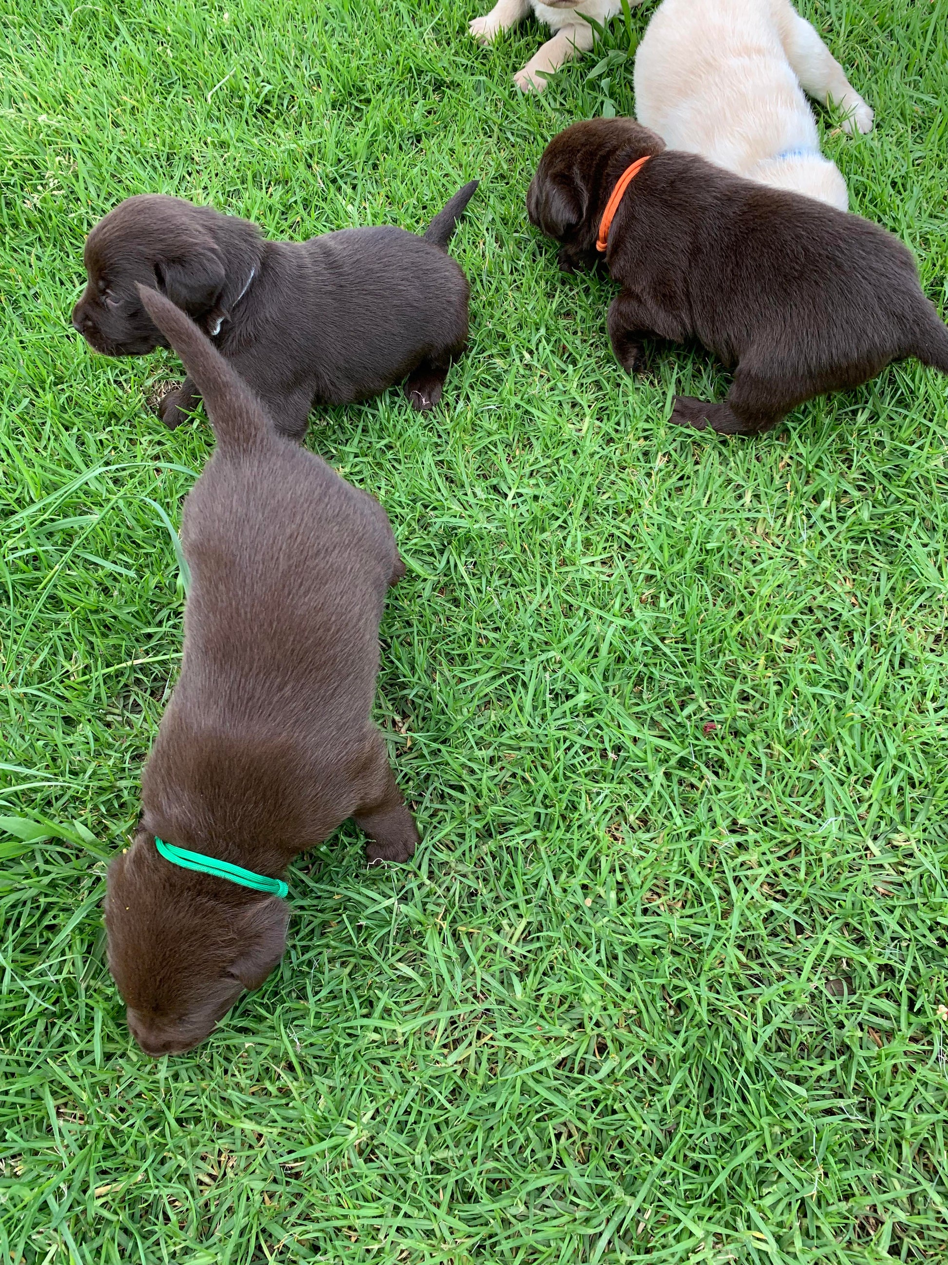 Sets of Whelping Collars cords4paws Paracord Handmade Dog Accessories Customizable Made in Germany Shipping worldwide