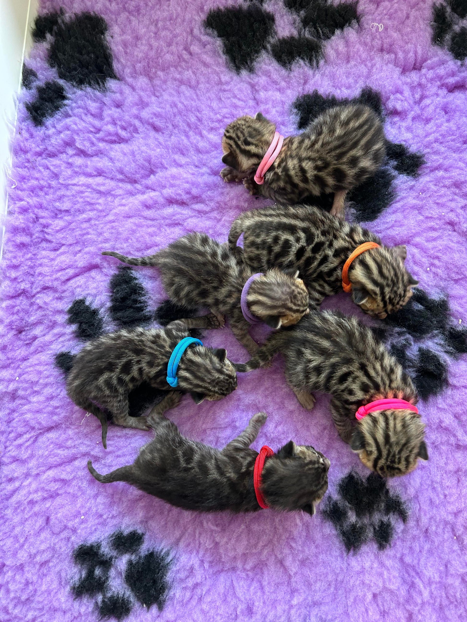 AUSSIE STOCK Whelping Collars / Puppy ID Collars Kim & Milly's Cords 4 Paws Paracord Handmade Dog Accessories Customizable Made in Germany Shipping worldwide