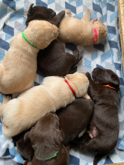 Whelping Collars / Puppy ID Collars Kim & Milly's Cords 4 Paws Paracord Handmade Dog Accessories Customizable Made in Germany Shipping worldwide