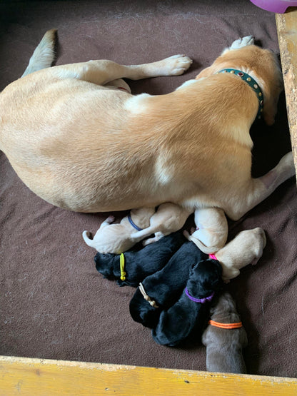 Whelping Collars / Puppy ID Collars Kim & Milly's Cords 4 Paws Paracord Handmade Dog Accessories Customizable Made in Germany Shipping worldwide