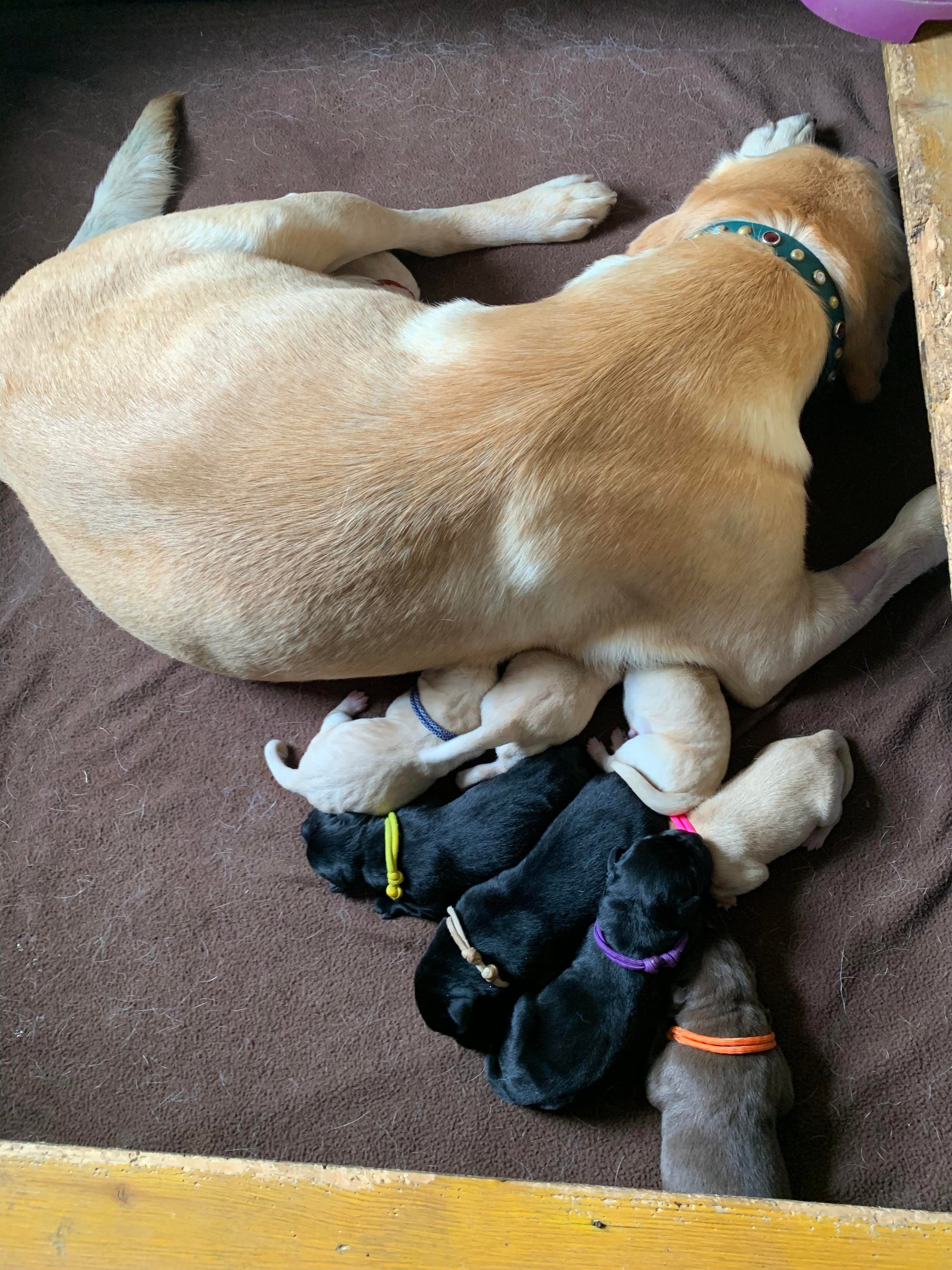 AUSSIE STOCK Whelping Collars / Puppy ID Collars Kim & Milly's Cords 4 Paws Paracord Handmade Dog Accessories Customizable Made in Germany Shipping worldwide