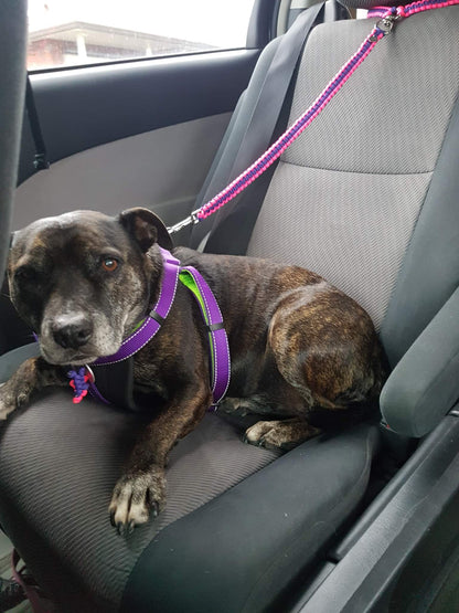Headrest Car Restraint - "Cobra" cords4paws Paracord Handmade Dog Accessories Customizable Made in Germany Shipping worldwide