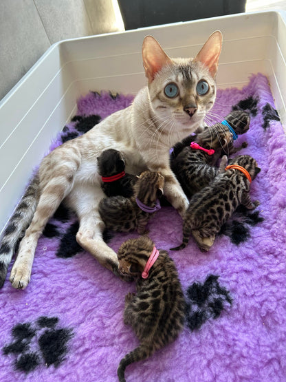 AUSSIE STOCK Whelping Collars / Puppy ID Collars Kim & Milly's Cords 4 Paws Paracord Handmade Dog Accessories Customizable Made in Germany Shipping worldwide