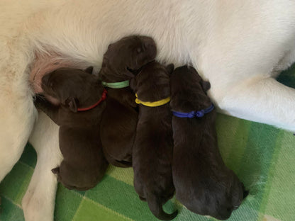 AUSSIE STOCK Whelping Collars / Puppy ID Collars Kim & Milly's Cords 4 Paws Paracord Handmade Dog Accessories Customizable Made in Germany Shipping worldwide