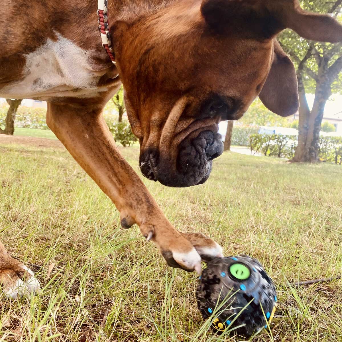 AUSSIE STOCK: Giggle Treat Ball Aquam Amici Paracord Handmade Dog Accessories Customizable Made in Germany Shipping worldwide