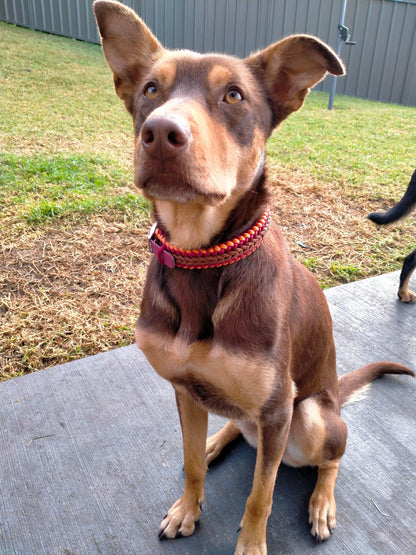 Dog Collar - "Endless Falls" cords4paws Paracord Handmade Dog Accessories Customizable Made in Germany Shipping worldwide