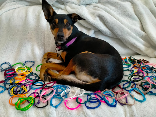 Sets of Whelping Collars cords4paws Paracord Handmade Dog Accessories Customizable Made in Germany Shipping worldwide