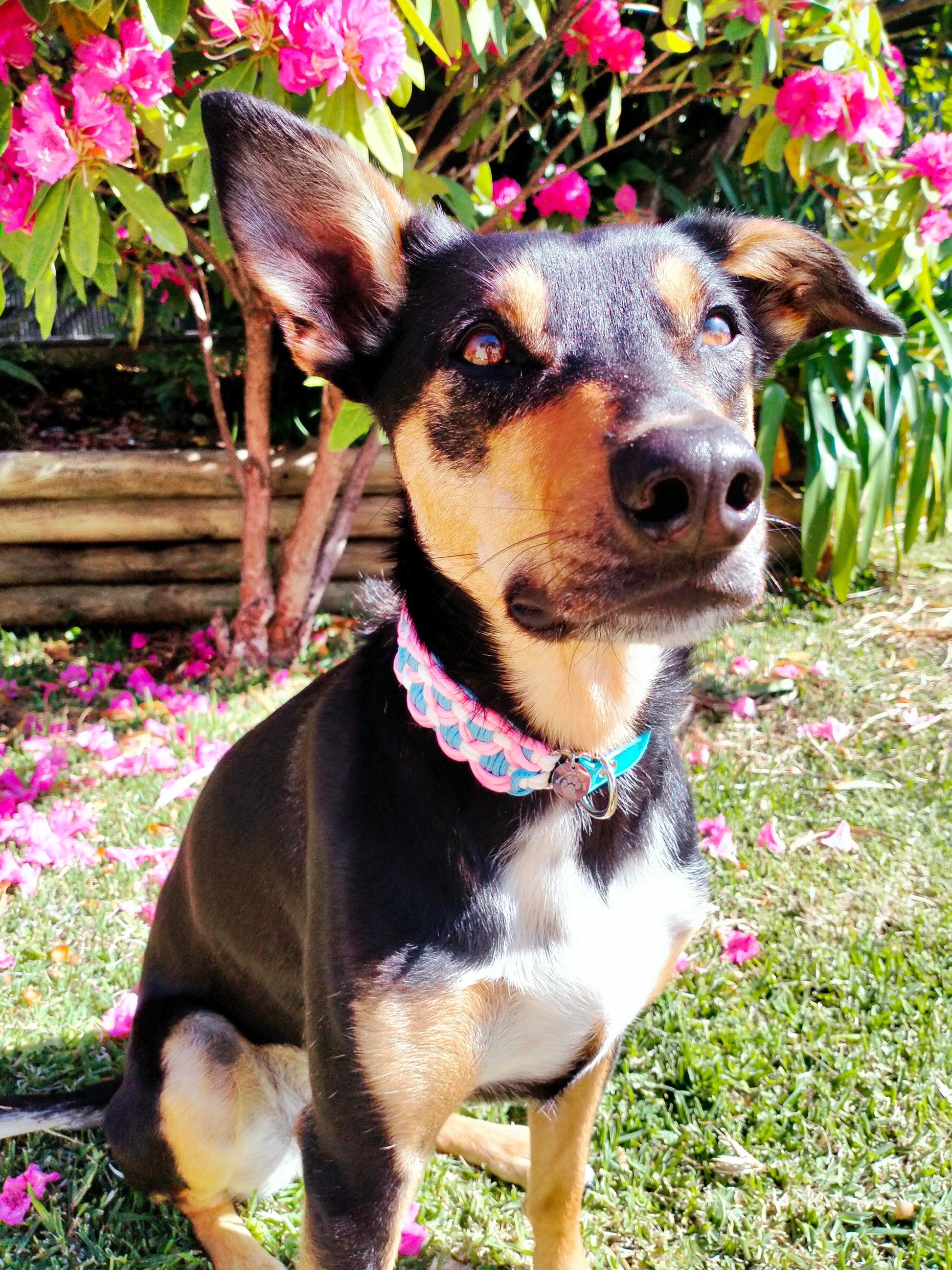 Dog Collar - Sadie's Posie Kim & Milly's Cords 4 Paws Paracord Handmade Dog Accessories Customizable Made in Germany Shipping worldwide