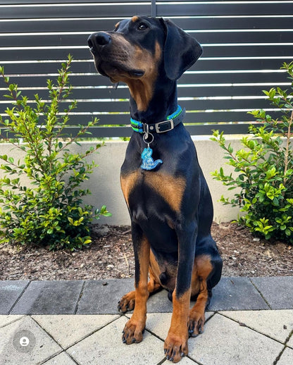 Dog Collar - "Sanctified " cords4paws Paracord Handmade Dog Accessories Customizable Made in Germany Shipping worldwide